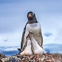 Buy canvas prints of Gentoo Penguin Family Chicks Yankee Harbor Antarct by William Perry