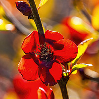 Buy canvas prints of Maroon Red Atsuya Hamada Quince Blooming Macro Was by William Perry