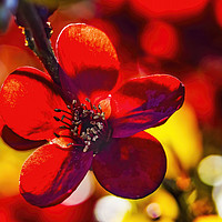 Buy canvas prints of Maroon Red Atsuya Hamada Quince Blooming Macro Was by William Perry