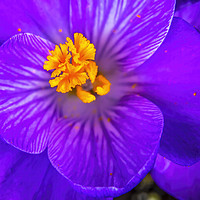 Buy canvas prints of Blue Purple Crocus Blossom Blooming Macro Washingt by William Perry