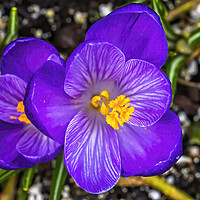 Buy canvas prints of Blue Purple Crocus Blossom Blooming Macro Washingt by William Perry
