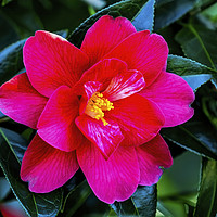 Buy canvas prints of Red Pink White Yellow Camellia Blooming Macro by William Perry
