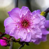 Buy canvas prints of Pink Peach Blossom Blooming Macro Washington by William Perry