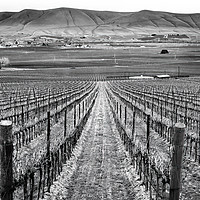 Buy canvas prints of Black and White Winter Vineyards Red Mountain Wash by William Perry