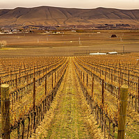 Buy canvas prints of Winter Vineyards Red Mountain Benton City Washington by William Perry