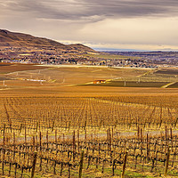 Buy canvas prints of Winter Vineyards Red Mountain Benton City Washingt by William Perry