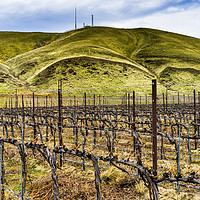 Buy canvas prints of Winter Vineyards Red Mountain Benton City Washingt by William Perry