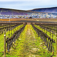 Buy canvas prints of Winter Vineyards Red Mountain Benton City Washingt by William Perry
