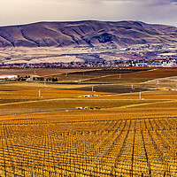 Buy canvas prints of Winter Vineyards Red Mountain Benton City Washi by William Perry