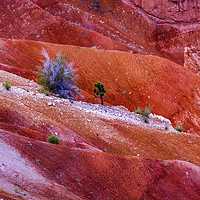 Buy canvas prints of Trees Colorful Bryce Point Bryce Canyon National P by William Perry