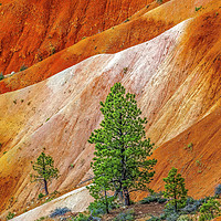 Buy canvas prints of Tree Colorful Bryce Point Bryce Canyon National Pa by William Perry
