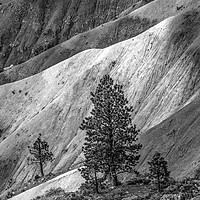 Buy canvas prints of Black and White Tree Bryce Point Bryce Canyon Nati by William Perry