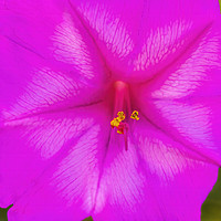 Buy canvas prints of Pink Four O Clock Blossom Blooming Macro by William Perry