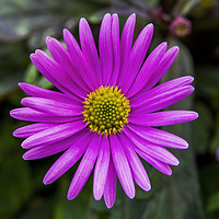 Buy canvas prints of Pink Alpine Aster Blooming Macro by William Perry