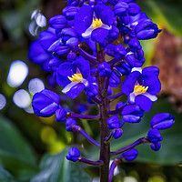 Buy canvas prints of Blue Sweet Alyssum Blooming Macro by William Perry