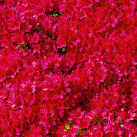 Buy canvas prints of Red Encore Azalea Flowers Blooming Macro by William Perry