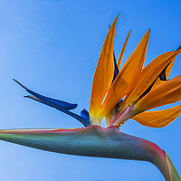 Buy canvas prints of Orange Blue Bird of Paradise Easter Island Chile by William Perry