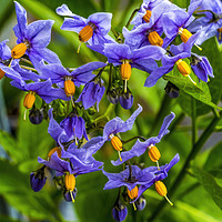 Buy canvas prints of Blue Potato Vine Blooming Macro by William Perry