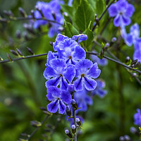 Buy canvas prints of Blue Verbena Blooming Macro by William Perry