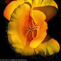 Buy canvas prints of Golden California Poppy Blooming Macro by William Perry