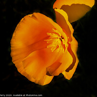 Buy canvas prints of Golden California Poppy Blooming Macro by William Perry