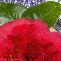 Buy canvas prints of Red Camellia Blooming Crystal Macro by William Perry