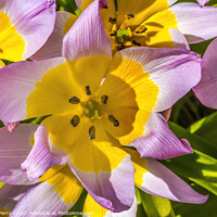 Buy canvas prints of Pink Yellow Tarda Tulips Blooming Macro by William Perry