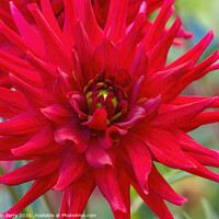 Buy canvas prints of Red Pygmy Dahlia Blooming Macro by William Perry