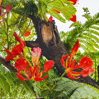 Buy canvas prints of Red Orange Tropical Flame Tree Flowers Easter Isla by William Perry