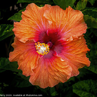 Buy canvas prints of Orange Tropical Fiesta Hibiscus Flower Easter Isla by William Perry