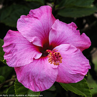 Buy canvas prints of Seminole Pink Tropical Hibiscus Flowers Easter Island Chile by William Perry