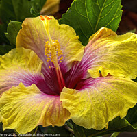 Buy canvas prints of Golden Yellow Pink Tropical Hibiscus Flower Easter Island Chile by William Perry