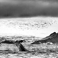 Buy canvas prints of Black and White Humpback Whale Tail Water Charlotte Harbor Antarctica by William Perry