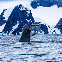 Buy canvas prints of Humpback Whale Tail Water Charlotte Harbor Antarctica by William Perry