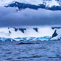 Buy canvas prints of Snowing Humpback Whale Charlotte Harbor Antarctica by William Perry