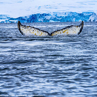 Buy canvas prints of Humpback Whale Tail Charlotte Harbor Antarctica by William Perry