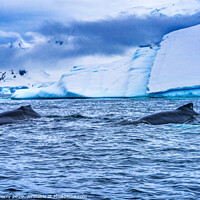 Buy canvas prints of Humpback Whales Charlotte Harbor Antarctica by William Perry