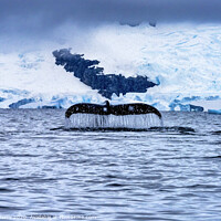 Buy canvas prints of Snowing Humpback Whale Tail Water Charlotte Harbor Antarctica by William Perry