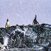 Buy canvas prints of Snowing Gentoo Penguins Crying Rookery Mikkelsen Harbor Antarctica by William Perry