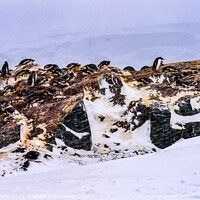 Buy canvas prints of Snowing Gentoo Penguins Rookery Mikkelsen Harbor Antarctica by William Perry