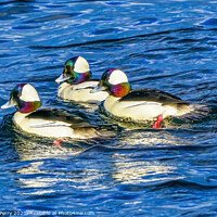 Buy canvas prints of Bufflehead Ducks Lake Washington Bellevue by William Perry