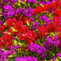 Buy canvas prints of Red Pink Bougainvillea Los Cabos Mexico by William Perry