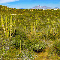Buy canvas prints of Cardon Cactus Sonoran Desert  Baja Los Cabos Mexico by William Perry