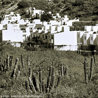 Buy canvas prints of White Mexican Village Cardon Cactus Sonoran Desert  Baja Los Cabos Mexico by William Perry