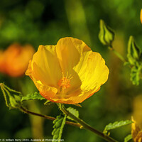 Buy canvas prints of Yellow Sea Horned Poppy Los Cabos Mexico by William Perry