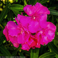 Buy canvas prints of Pink Nerium Oleander Los Cabos Mexico by William Perry