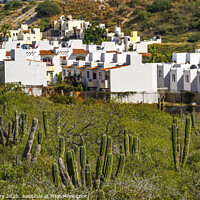 Buy canvas prints of Mexican Village Cardon Cactus Sonoran Desert  Baja Los Cabos Mexico by William Perry
