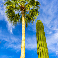 Buy canvas prints of Cardon Cactus Queen Palm Tree Baja Los Cabos Mexico by William Perry