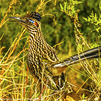 Buy canvas prints of Colorful Greater Roadrunner Sonoran Desert  Baja Los Cabos Mexico by William Perry