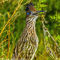Buy canvas prints of Colorful Greater Roadrunner Sonoran Desert  Baja Los Cabos Mexico by William Perry